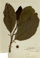 藏品(大冇榕(稜果榕))的圖片